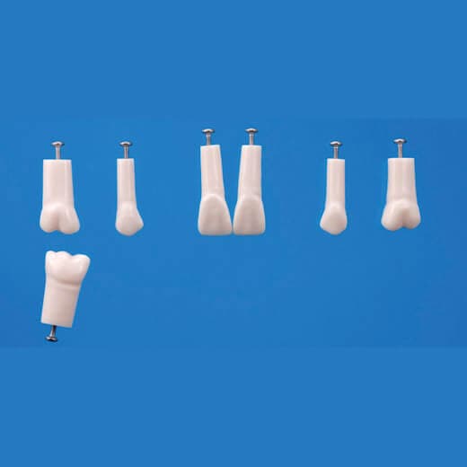 A12AN-200, Endodontic Tooth Model #16