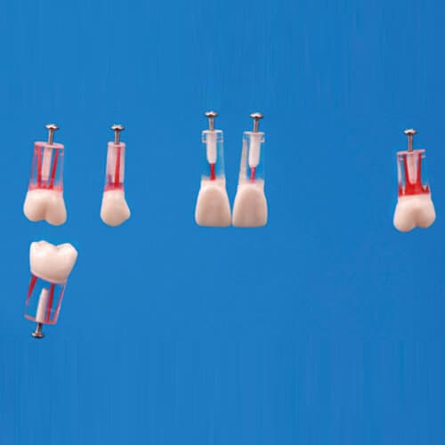 S12AN-200-#16, Endodontic Tooth Model